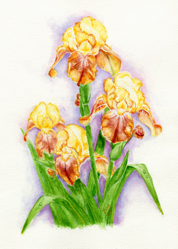 Four Buds