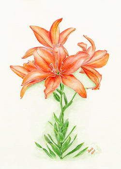Orange Burst