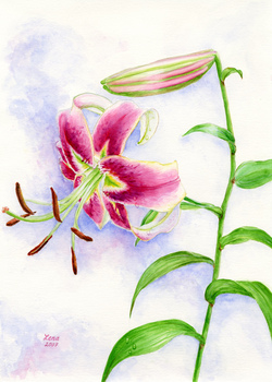 Pink Aroma