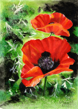 Poppies