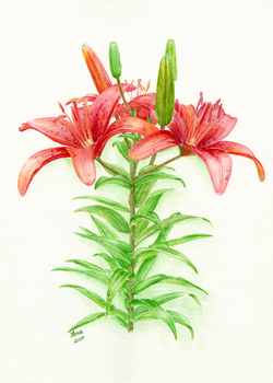 Red Tiger